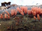 Arcyria denudata image
