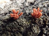 Arcyria denudata image