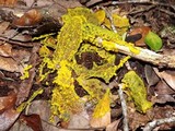 Fuligo septica image