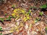 Fuligo septica image