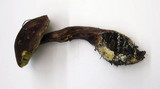 Boletellus mirabilis image