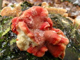 Phlebia incarnata image