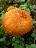 Gyroporus castaneus image