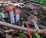 Cortinarius pseudosalor image