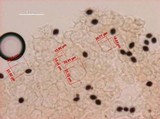 Panaeolus cyanescens image