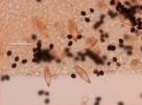Panaeolus cyanescens image