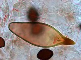 Panaeolus cyanescens image