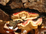 Phlebia incarnata image