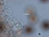 Panaeolus cyanescens image