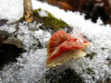 Phlebia incarnata image