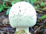 Amanita whetstoneae image