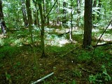 Amanita whetstoneae image