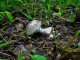 Amanita onusta image