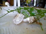 Amanita onusta image