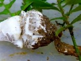 Amanita onusta image