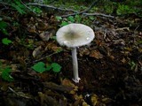 Amanita brunnescens image