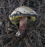 Boletus rubripes image