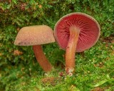 Callistosporium purpureomarginatum image