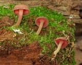 Callistosporium purpureomarginatum image