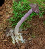 Entoloma violaceum image