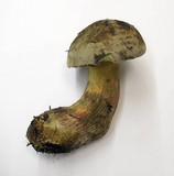 Boletus rubripes image