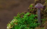 Entoloma violaceum image