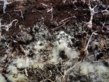 Henningsomyces candidus image