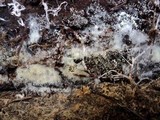 Henningsomyces candidus image