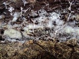 Henningsomyces candidus image