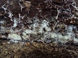 Henningsomyces candidus image
