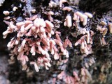 Arcyria denudata image