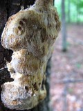 Diplomitoporus flavescens image