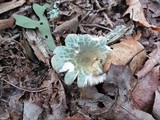 Russula virescens image