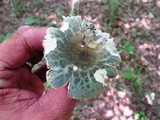 Russula virescens image