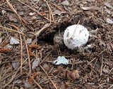Amanita thiersii image