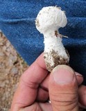 Amanita thiersii image