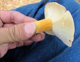 Lactarius hygrophoroides image