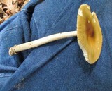 Amanita sect. Vaginatae image