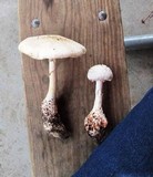 Amanita ravenelii image