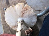 Amanita ravenelii image