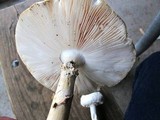 Amanita ravenelii image