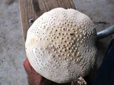 Amanita ravenelii image