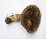 Boletus smithii image