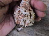 Amanita ravenelii image