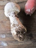 Amanita thiersii image