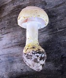 Amanita levistriata image