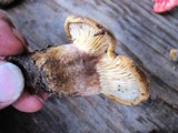 Tapinella atrotomentosa image