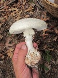 Amanita ravenelii image