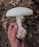 Amanita ravenelii image