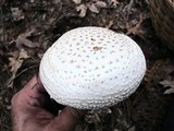 Amanita ravenelii image